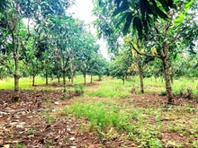 Hình ảnh Cần bán 500m2, full thổ cư, đường ô tô, view hồ Trị An, giá 1,3 tỷ