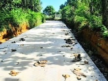 Hình ảnh Cần vốn làm ăn bán vườn xoài 1011m2, đường bê tông, view hồ Trị An.