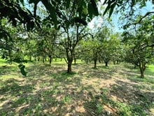 Hình ảnh Bán lô đất 1000m2, đường bê tông, gần KCN, trường học, chợ.