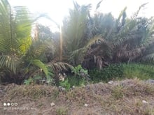 Hình ảnh Cho thuê đất*5000-10.000m2 đất gần đường số 8, Phường Long Phước, Q9