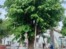 Hình ảnh Bán đất đường 762 - 182m2 - 5x36 - 176m2 thổ cư - xã An Nhơn Tây - Củ