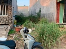Hình ảnh Bán đất mặt tiền đường Kênh 7, Xã Tân Kiên, Huyện Bình Chánh