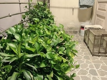 Hình ảnh Nhà Gấp bán 50m2 , 2 tầng btct , đường 4m thông Tân Sơn Nhì, Tân Phú .