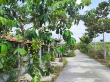 Hình ảnh Đất Củ Chi đẹp chính chủ đứng bán giá cực tốt