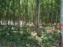 Hình ảnh Bán 29000m2 đất xã Phước Bình, Long Thành giá siêu ngộp 23 tỷ.