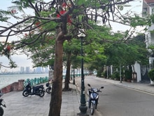 Hình ảnh Cho thuê nhà MP view hồ tây tại  QUẢNG AN - TÂY HỒ dt 300m2 x 5t MT18M
