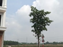 Hình ảnh Bán đất ngay trung tâm TP. Tân Uyên, Bình Dương