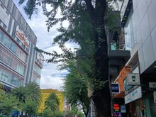Hình ảnh Cho thuê nguyên căn nhà mặt tiền đường 3 tháng 2 quận 10