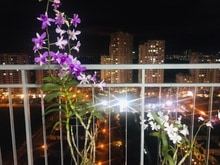 Hình ảnh Bán Nam Phúc rẻ nhất 110m2 thiết kế 3PN 2WC. View biệt thự xanh mát.