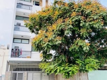 Hình ảnh Căn Hộ Duplex Cửa Sổ Rộng 40m2 - Có Thang Máy - Ngay Đại Học Văn Lang
