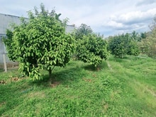 Hình ảnh Bán gấp vườn điều Phú Ngọc - Định Quán - giá chỉ 559tr/ sào