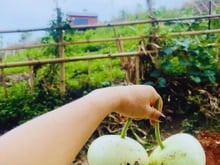 Hình ảnh Chính chủ cần bán gấp lô đất Farm view Hồ Trị An - Giá 850tr
