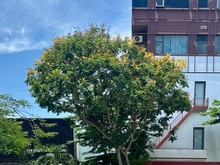 Hình ảnh Bán đất Nguyễn Tất Thành, Xuân Hà, Thanh Khê.