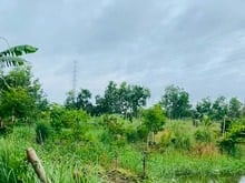 Hình ảnh Quỹ đất giáo dục lớn 15260m2 ( 100 x160m) Dương Thị Mười Q12