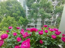 Hình ảnh Cho thuê Trang Chủ MB66.COM / Đăng Ký Tặng 66K Mỹ Khánh Phú Mỹ Hưng lầu trung view thoáng để ở