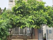 Hình ảnh MT nội bộ Hoàng Ngân Q8, 320m2 16x20 vuông, 3T có 25tr/th, 26.5 tỷ TL