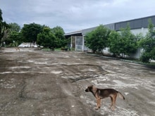 Hình ảnh Bán 3200m2 xưởng. Tân Thạnh Đông. Giá: 15 tỷ