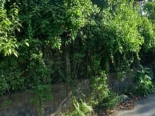 Hình ảnh Bán 256m2 (9x28). Đường Nhựa. Xã Phước Vĩnh An. Giá 3 tỷ