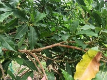Hình ảnh Bán đất Đồng Phú giá chỉ 250tr ngay đường xuyên tâm