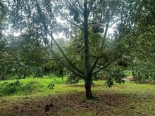 Hình ảnh Cần Bán Đất Sào Tân Phước Giá Tốt, 2 Mặt Tiền Suối, Gần KCN, Cơ Hội Đầ