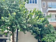 Hình ảnh Cho thuê nhà phố khu Hưng Gia, Phú Mỹ Hưng, Quận 7 nhà đẹp giá rẻ