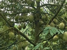 Hình ảnh Đất trồng cây ăn quả sẩy riêng 9 năm tuổi