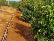 Hình ảnh Bán 2,5ha đất đã trồng 600 cây sầu riêng tại Krong Buk, Đắk Lắk