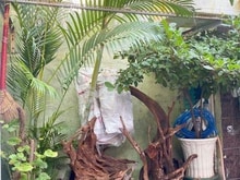 Hình ảnh Siêu phẩm Võ Duy Ninh, Bình Thạnh