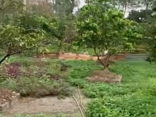 Hình ảnh Bán Đất Nông Nghiệp Đã Có Trang Trại, Vườn Cây,.. do không có người ql