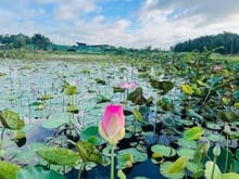 Hình ảnh Cho Thuê 1Ha. Mở khu sinh Thái. Câu cá. Thả diều. Quận 2