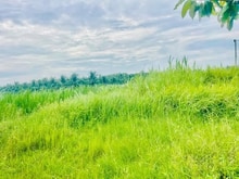 Hình ảnh BÁN ĐẤT MẶT TIỀN ĐƯỜNG NHỰA, tân hội đông, châu thành, TG