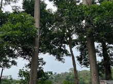 Hình ảnh ĐẤT YÊN VIÊN VIEW HỒ SEN ĐỘC ĐÁO - 100m² - mt 5M - ô tô tải - 10.5 tỷ