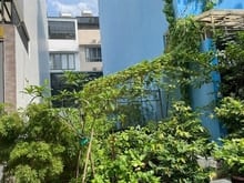 Hình ảnh Bán lô đất Mặt Tiền Đường Số 31D An Phú 16,5 tỷ