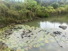 Hình ảnh 🌿 Chính chủ cần bán gấp đất vườn đẹp tại Long Khánh, Đồng Nai – giá t