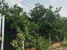 Hình ảnh Rẻ quá 1000 mét vuông chỉ 2 tỷ 350 triệu gần hương lộ 6 Thạnh Phú