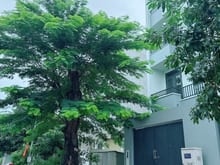 Hình ảnh Tôi cần bán gấp nền đất KDC 13E Intresco lô H - 100m2 - đường 20m
