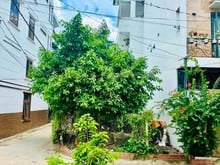 Hình ảnh Bán lô đất rẻ đẹp 142/7 đường số 1 Gò Vấp (Kênh Tham Lương)