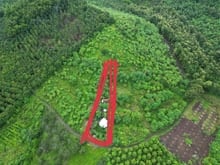 Hình ảnh 1 sào đất vườn view sông La Ngà, trái cây đủ loại