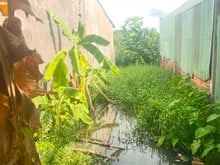 Hình ảnh Bán đất chính chủ phường an phú đông quận 12