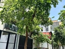 Hình ảnh Bán đất đấu giá phường Việt Hưng vỉa hè oto tránh mt 8.5m - Dt 90m2