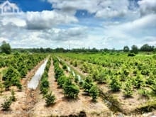 Hình ảnh Bán đất đường Kênh 6, Bình Lợi, Bình CHánh