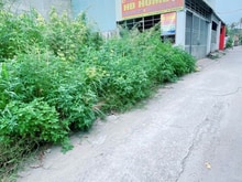 Hình ảnh Lô đất sát chợ đầu mối Thủ Đức ra nhanh 2tỷ55