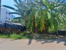 Hình ảnh bưng ông thoàn - khu công nghệ cao