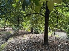 Hình ảnh Chính chủ bán gấp đất vườn 2 mặt tiền, đường Đê Sông Sài Gòn, TP.HCM