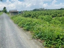Hình ảnh Bán đất vườn Bình Lợi - Bình Chánh 16.000m2 ( Kênh 4 )