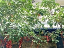 Hình ảnh Bán Nhà - Khu Vip - 60m2 - 4 Tầng - Ngang hiếm 5m - Hiệp Bình Phước