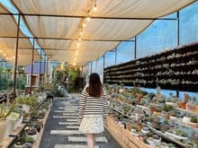 Hình ảnh sang gấp quán cafd sân vườn 1000m² vị trí trung tâm đà lạt full