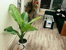 Hình ảnh Chung cư Tecco, Phan Văn Hớn, Q12: 65m2, 2p ngủ, 2wc, ban công, 6tr5