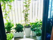 Hình ảnh Bán Và Cho thuê CH ECO GREEN 80m2 giá thị trường, vị trí đẹp,cao cấp