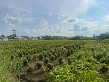Hình ảnh Chính chủ cần bán nhanh lô đất lớn 1.2 hecta tại vườn thơm - bình lợi